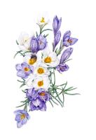 Crocuses